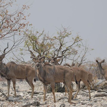 Okutala Etosha Lodge Outjo Exteriér fotografie