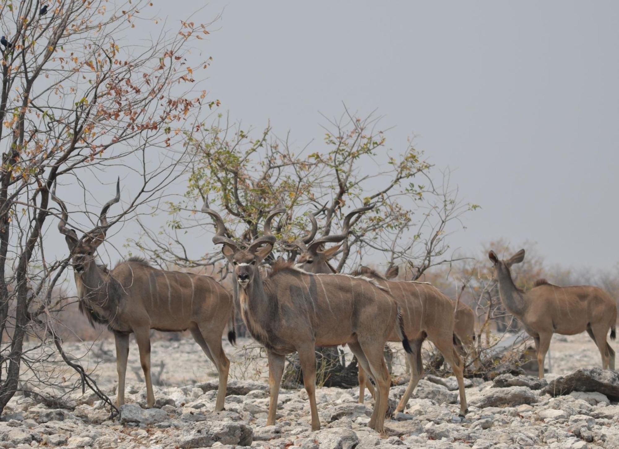 Okutala Etosha Lodge Outjo Exteriér fotografie