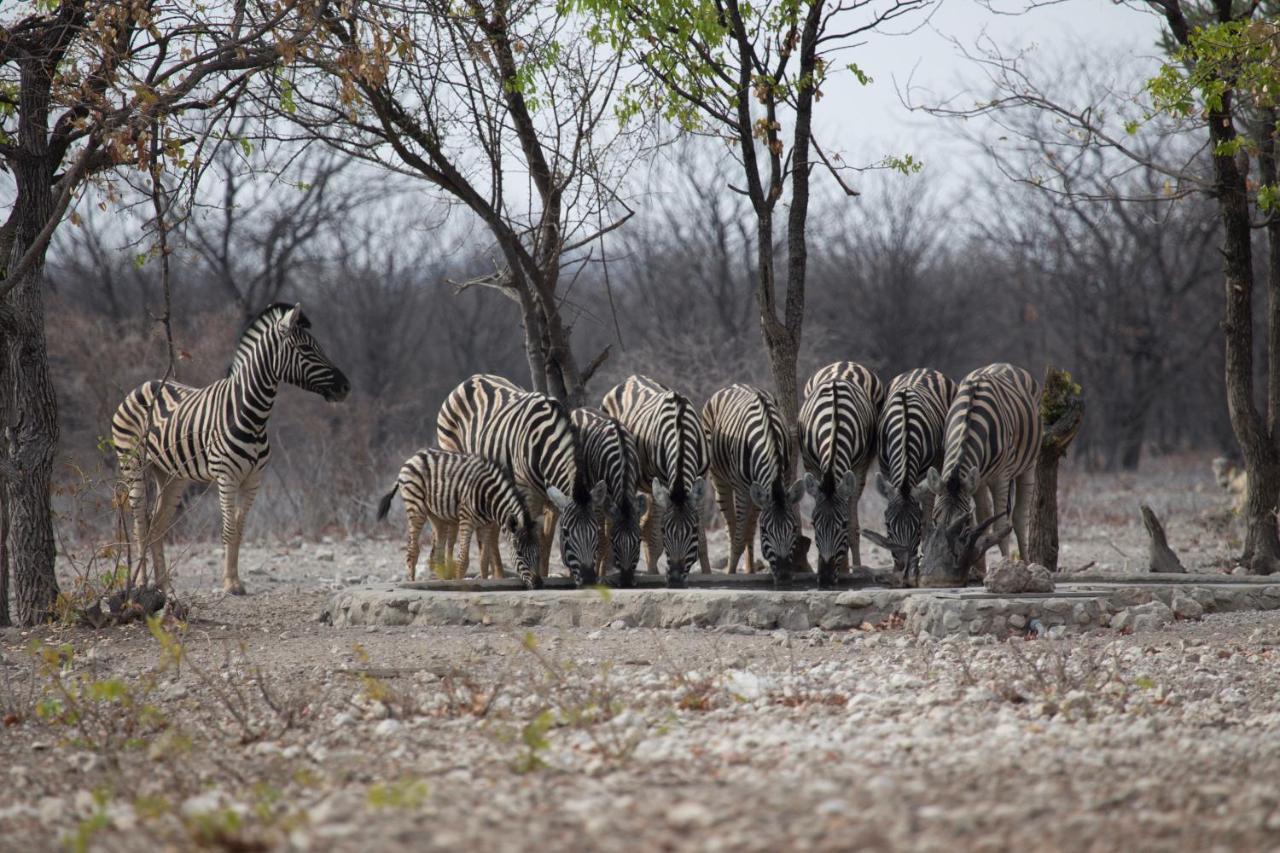 Okutala Etosha Lodge Outjo Exteriér fotografie